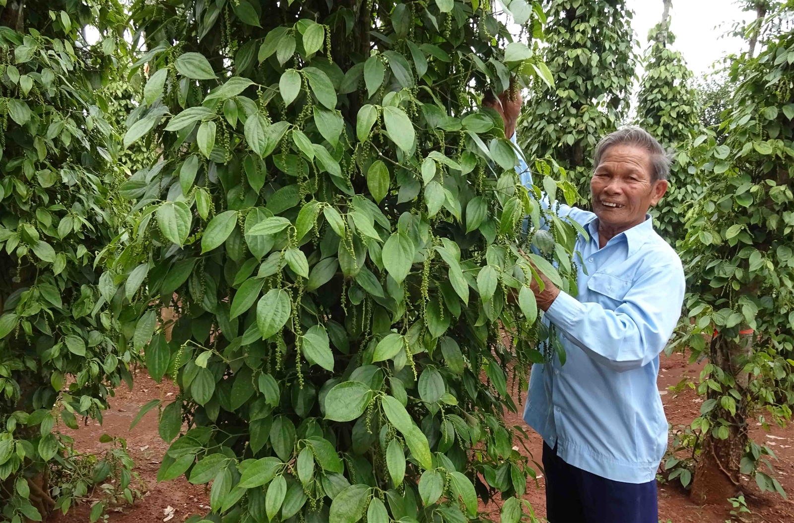 Tấm gương sáng của Hội người cao tuổi trong phong trào “Tuổi cao - Gương sáng”