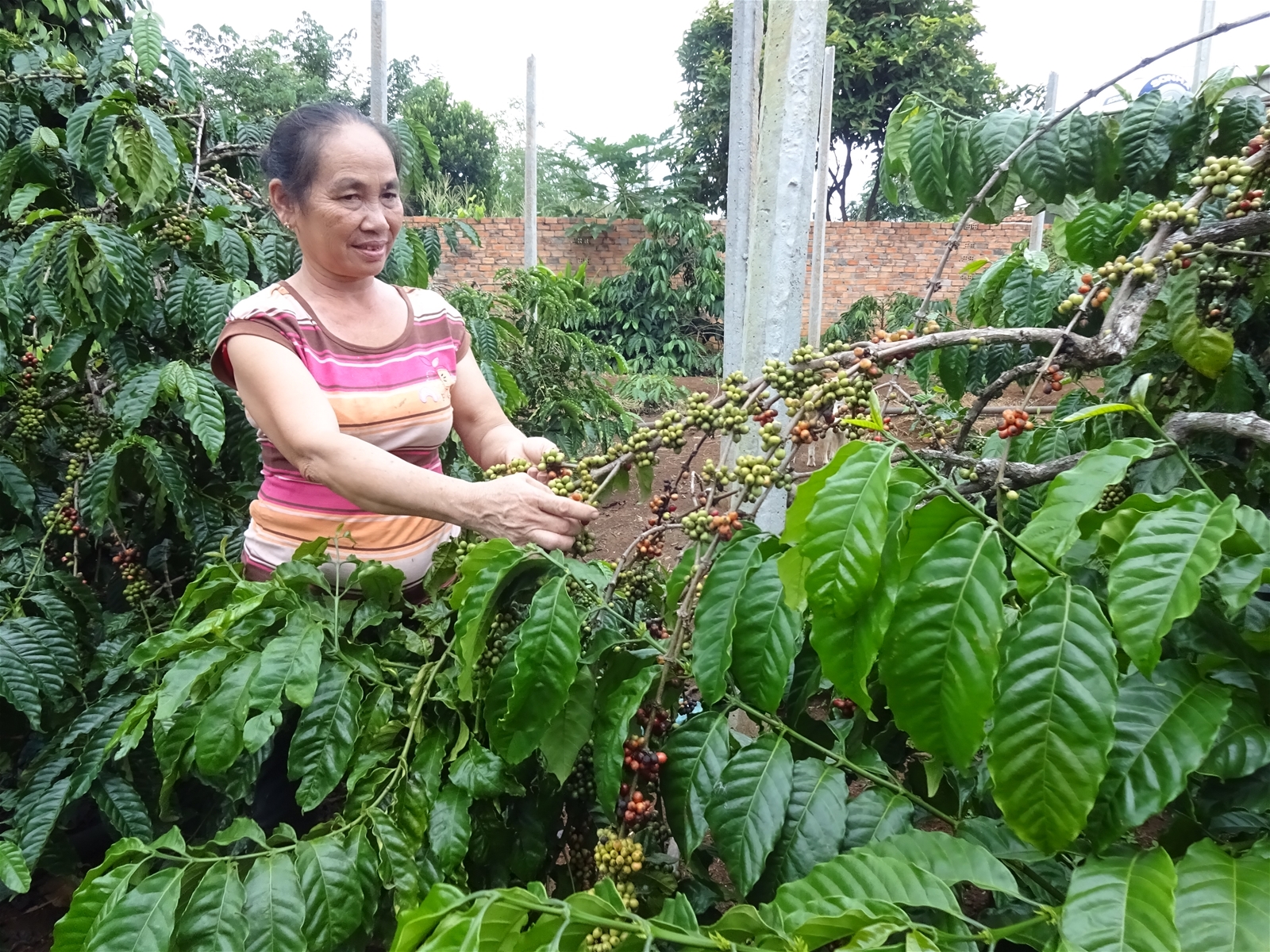 Nêu gương sáng trong phát triển kinh tế