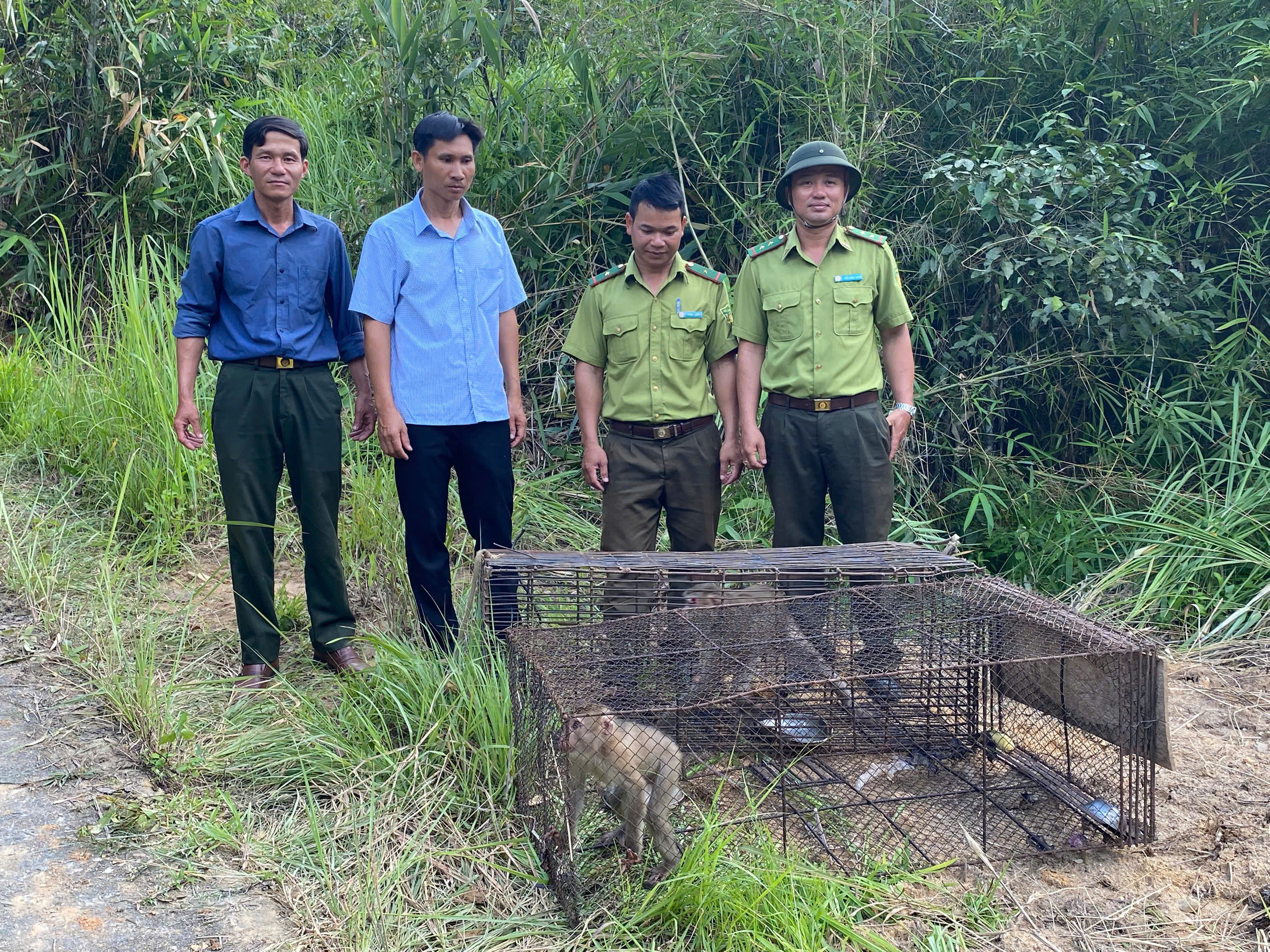 THẢ 02 CÁ THỂ KHỈ ĐUÔI LỢN VỀ VỚI MÔI TRƯỜNG TỰ NHIÊN