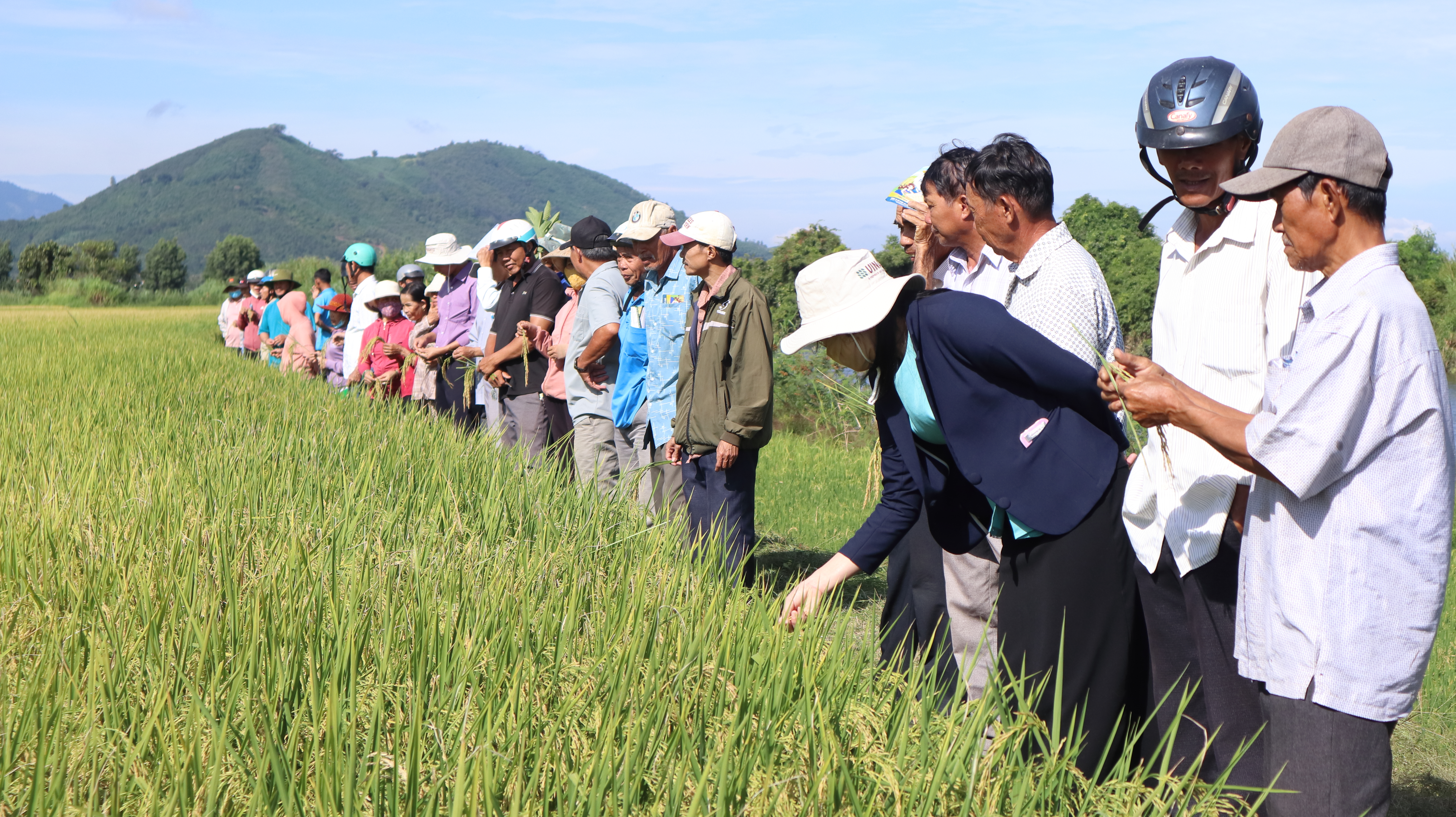 HỘI NÔNG DÂN XÃ KRÔNG BÔNG TỔ CHỨC HỘI THẢO ĐẦU BỜ GIỐNG LÚA NGỌC NƯƠNG 9